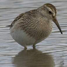 Pectoral Sandpiper