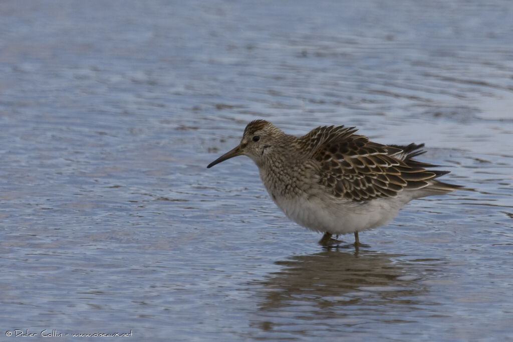 Pectoral Sandpiperjuvenile, identification, Behaviour