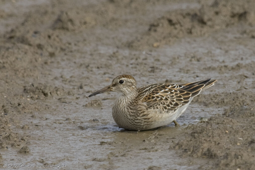 Pectoral Sandpiperjuvenile, identification