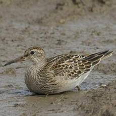 Pectoral Sandpiper