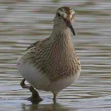 Pectoral Sandpiper