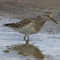 Pectoral Sandpiper