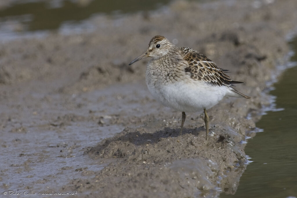 Bécasseau tachetéjuvénile, identification