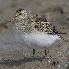 Pectoral Sandpiper