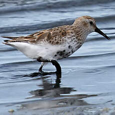 Dunlin