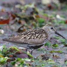 Dunlin