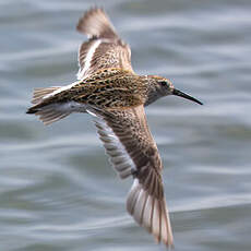 Dunlin