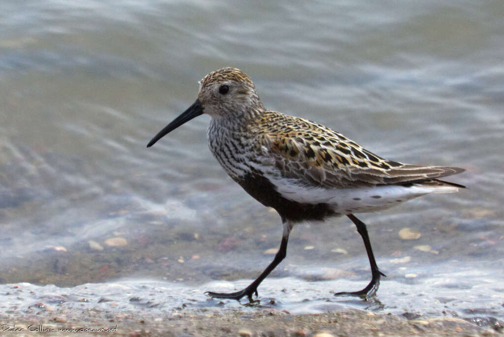 Bécasseau variableadulte nuptial, identification