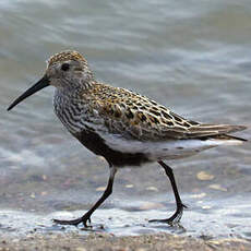 Dunlin