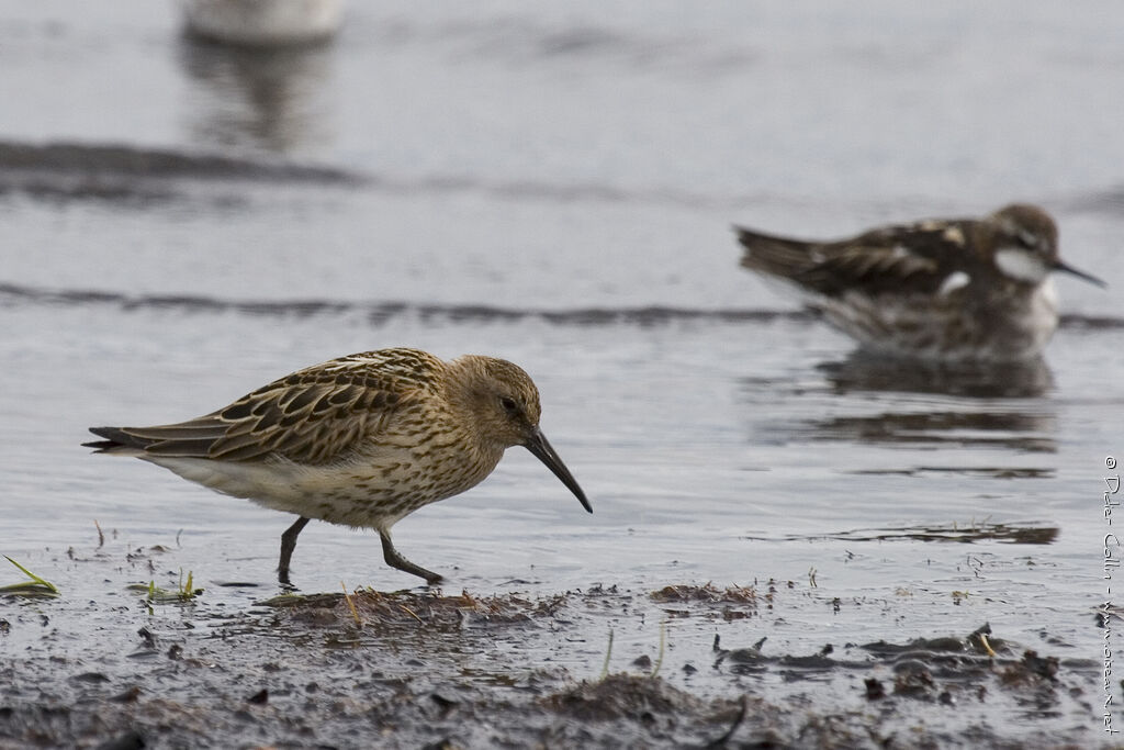 Dunlin