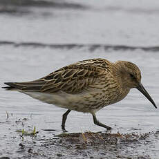 Dunlin