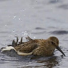 Bécasseau variable