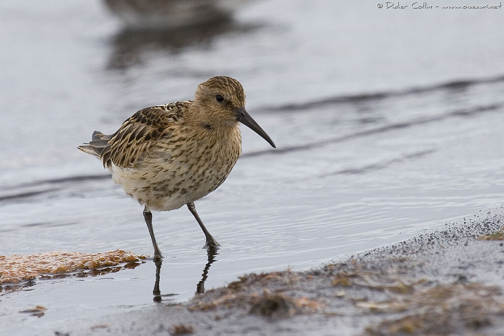 Dunlin