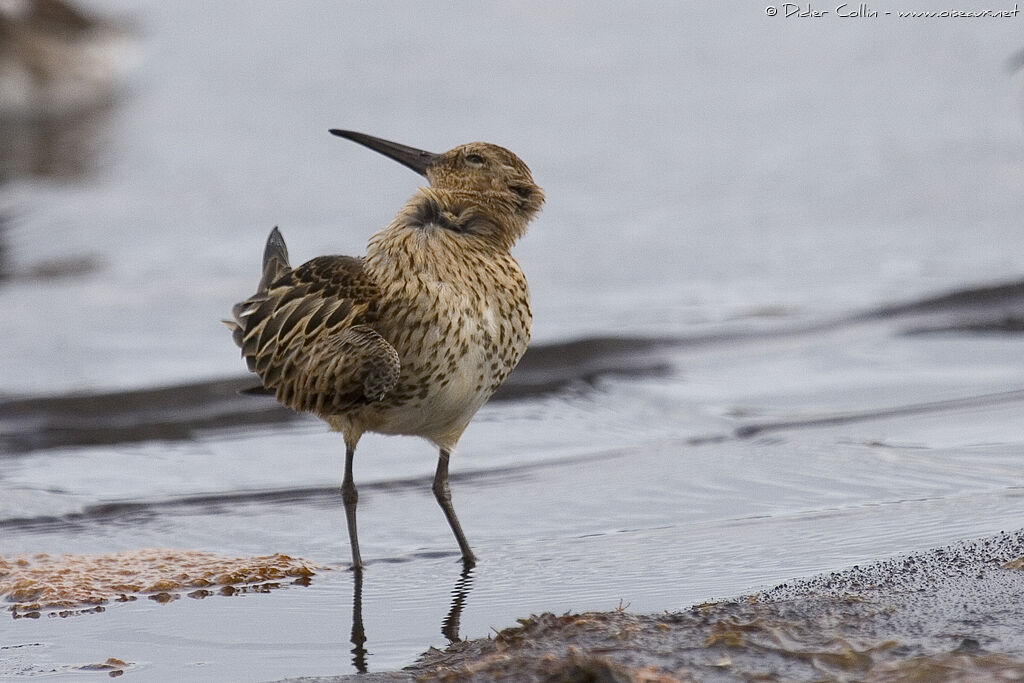 Dunlin