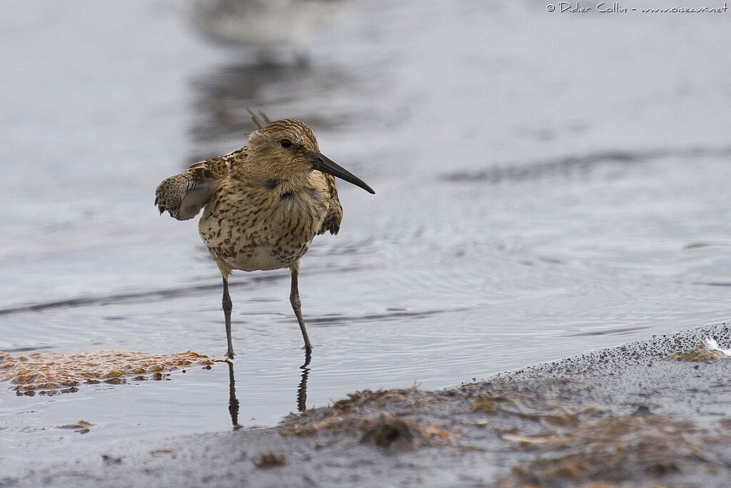 Dunlin