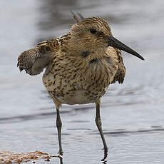 Dunlin