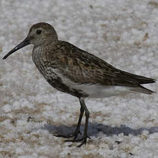 Dunlin