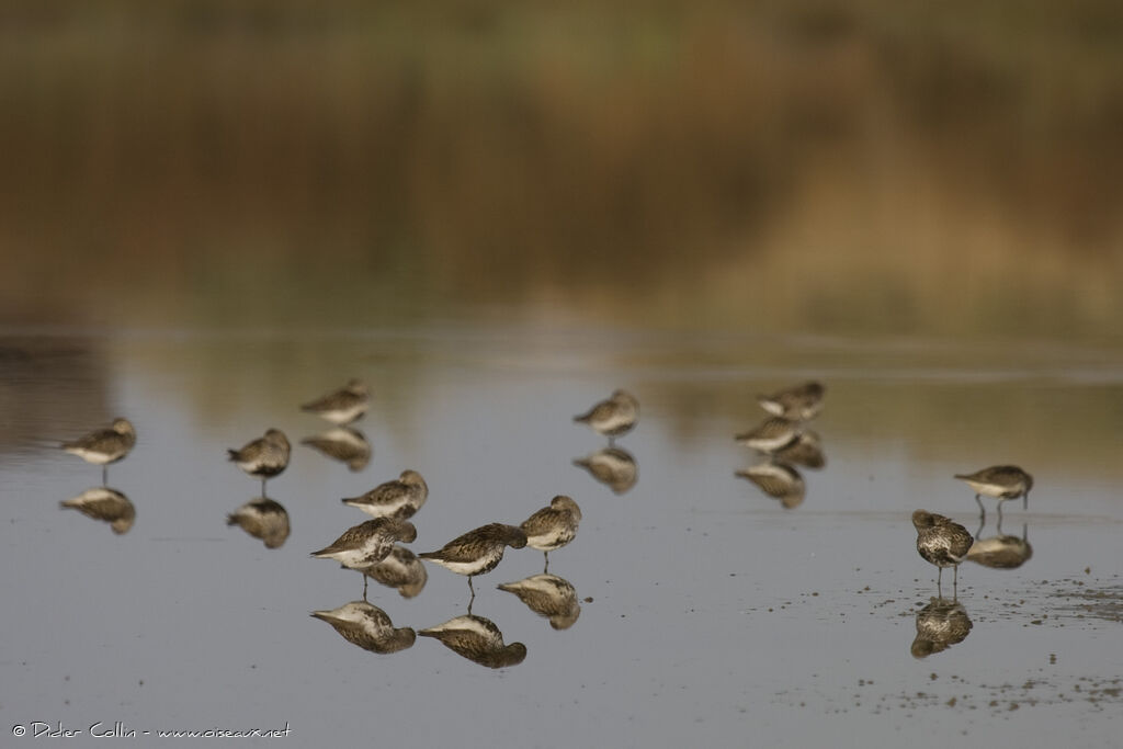 Bécasseau variable