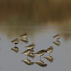 Bécasseau variable