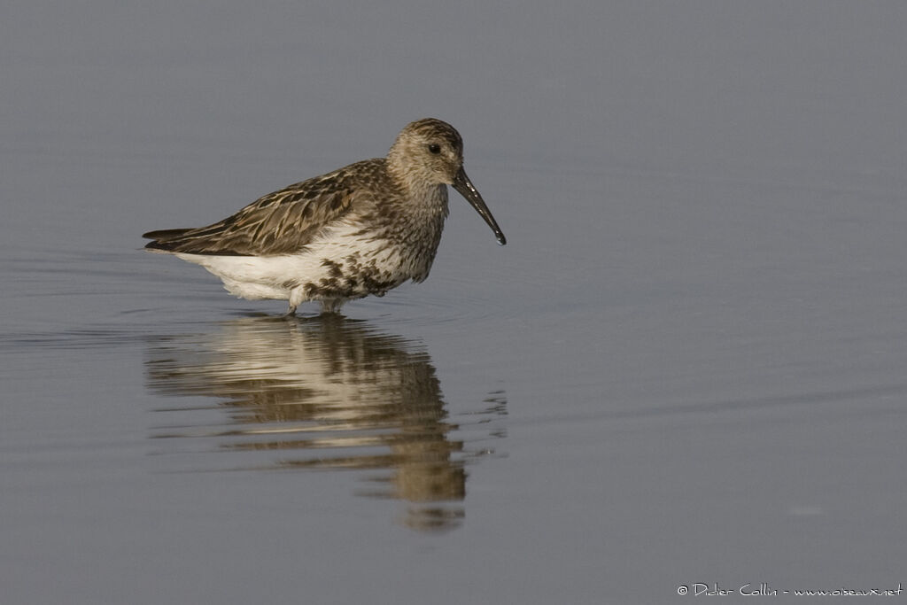 Dunlin, identification