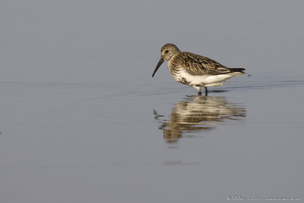 Bécasseau variableadulte, identification