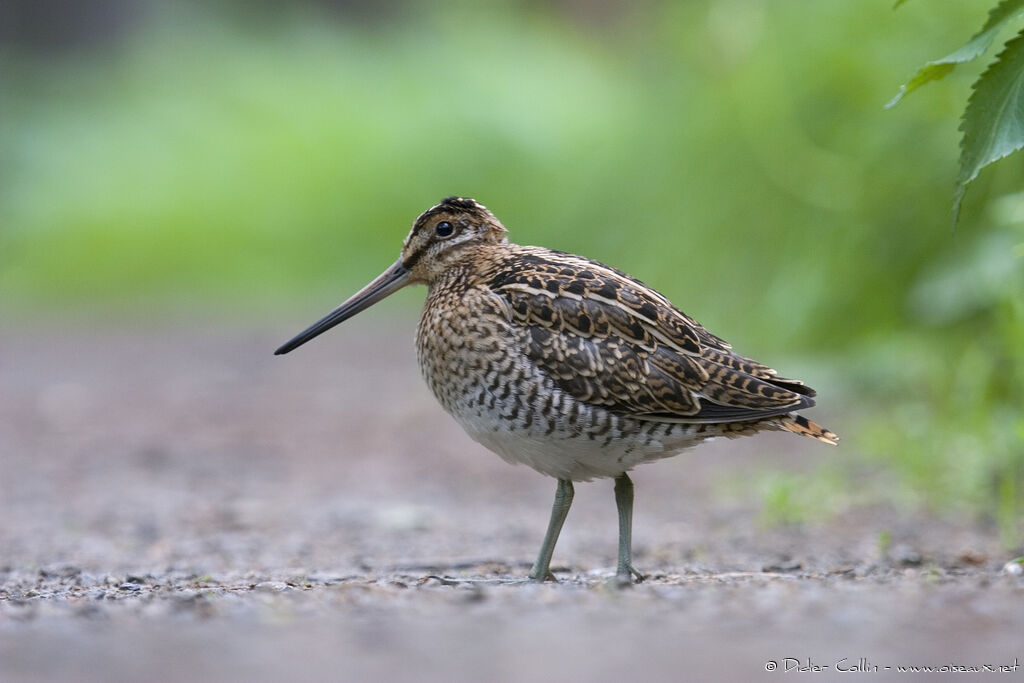 Common SnipeFirst year, identification