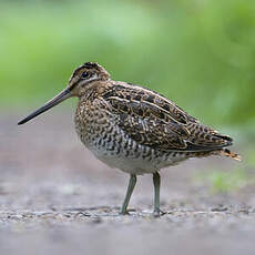 Common Snipe