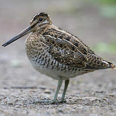 Common Snipe