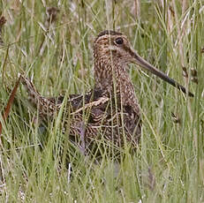 Common Snipe