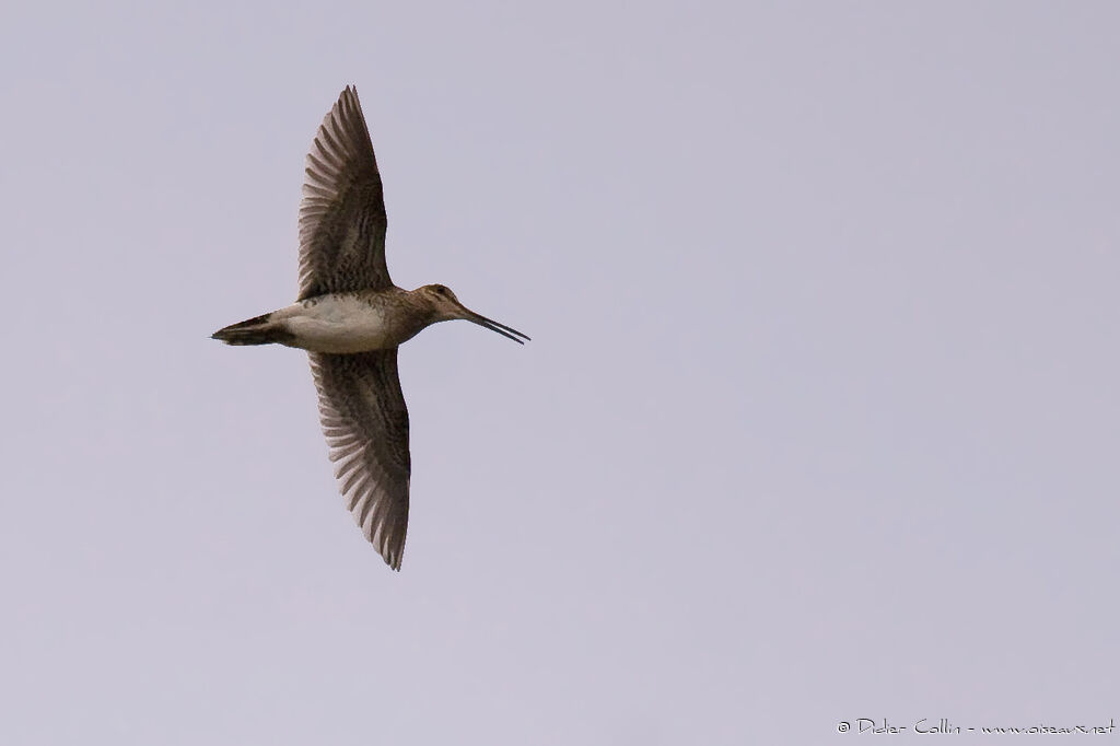 Common Snipe, Flight