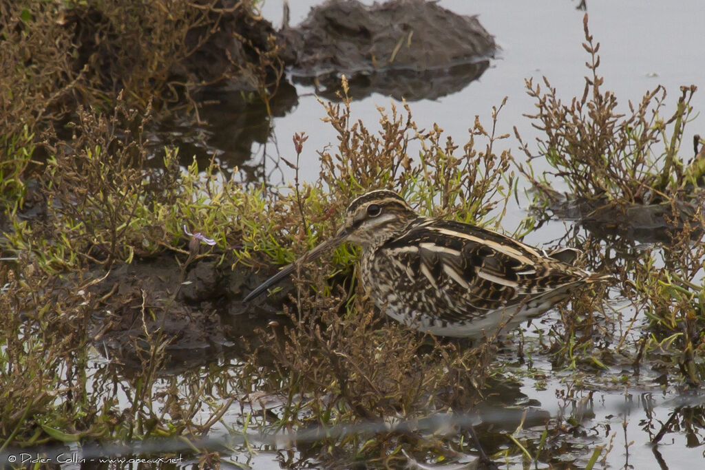 Common Snipe, identification