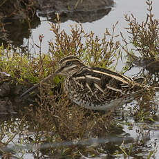 Common Snipe