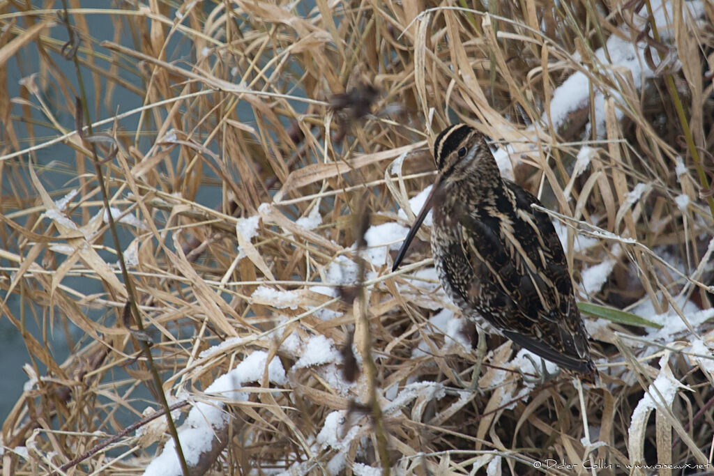 Common Snipe