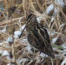 Common Snipe