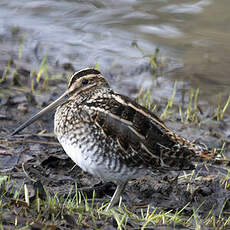 Common Snipe