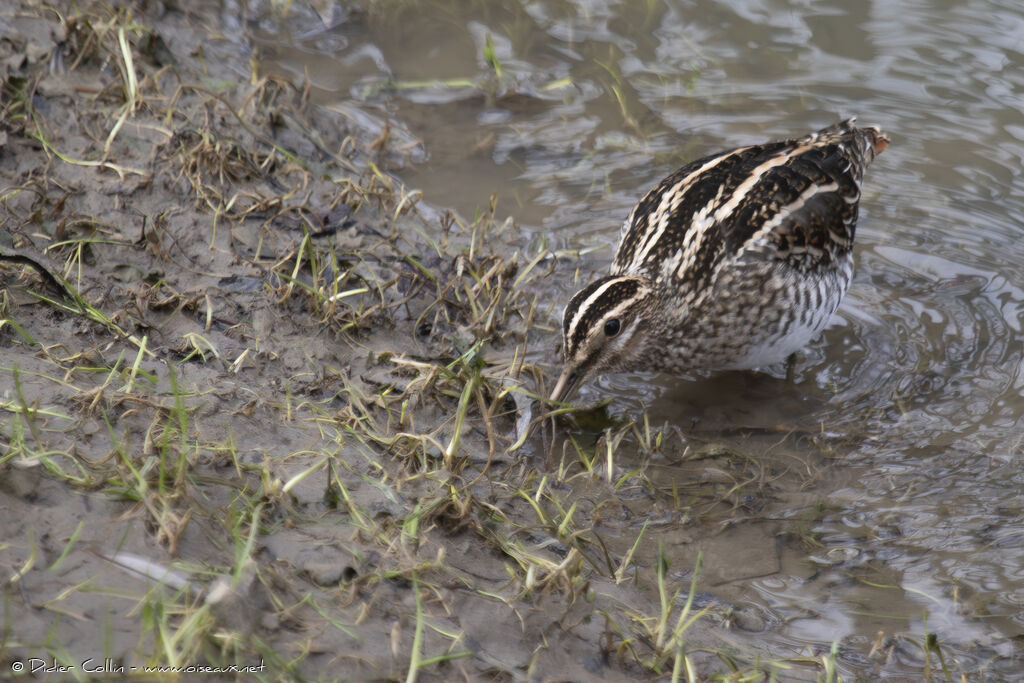 Common Snipeadult, eats