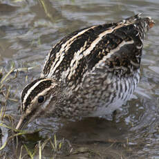 Common Snipe