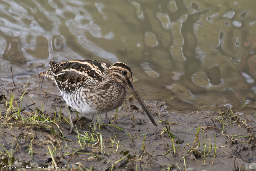 Common Snipeadult, identification