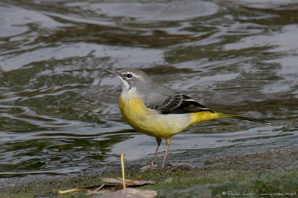 Bergeronnette des ruisseauxadulte, identification