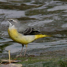 Grey Wagtail