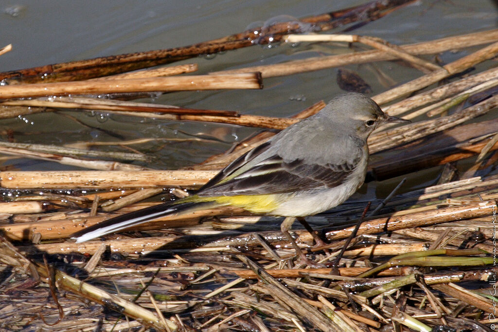 Grey Wagtail