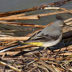 Grey Wagtail