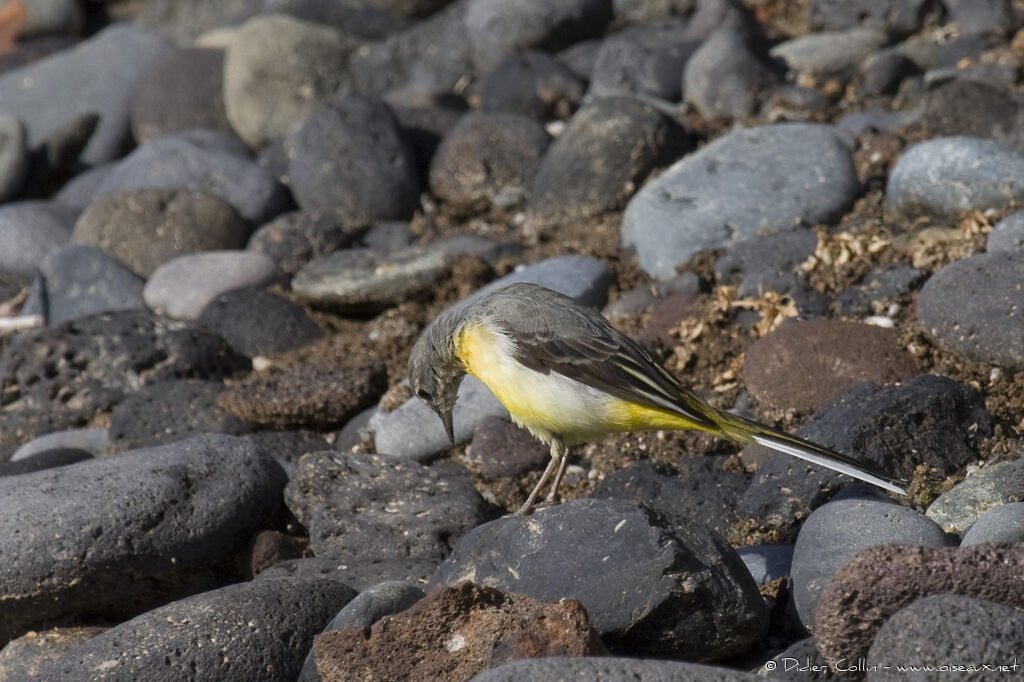 Grey Wagtailadult, identification