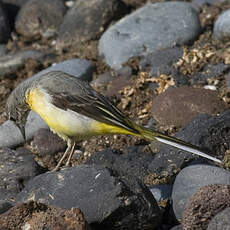 Grey Wagtail