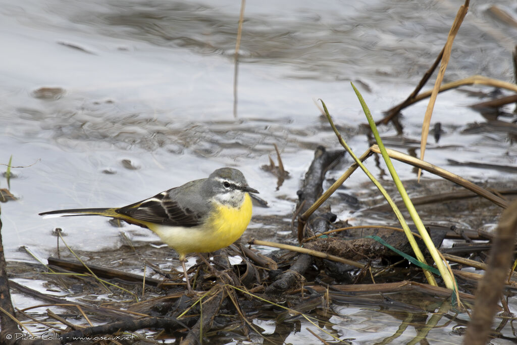 Grey Wagtailadult, identification