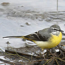 Bergeronnette des ruisseaux