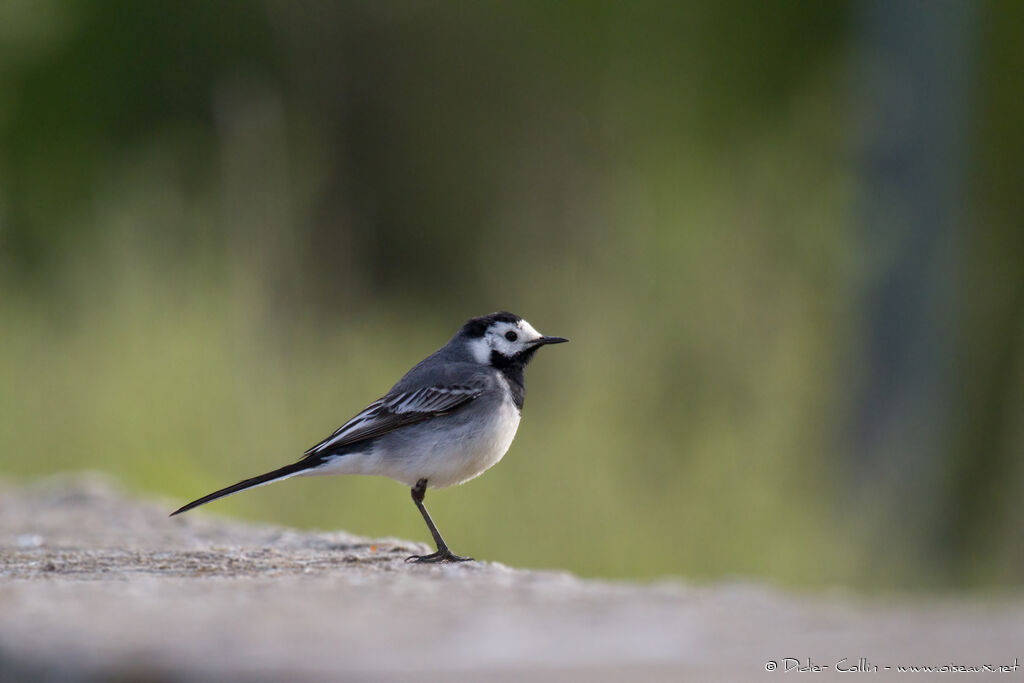 White Wagtail