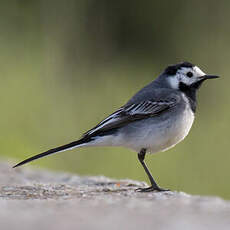 White Wagtail