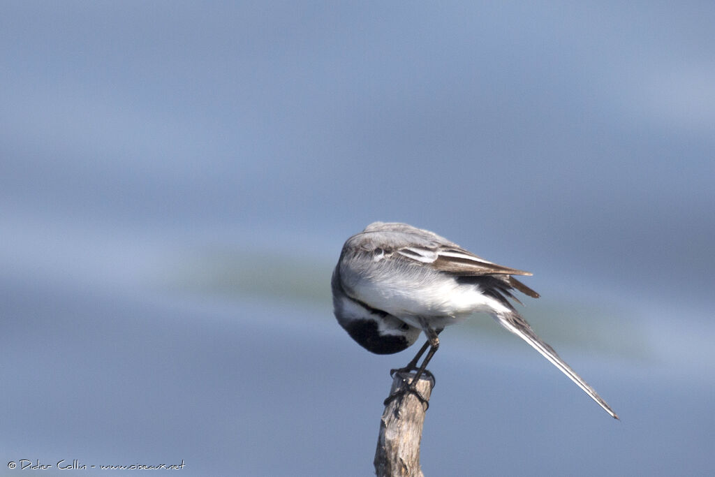 White Wagtailadult, Behaviour