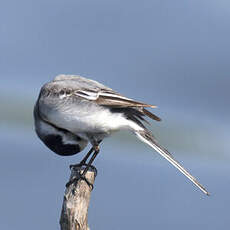 White Wagtail